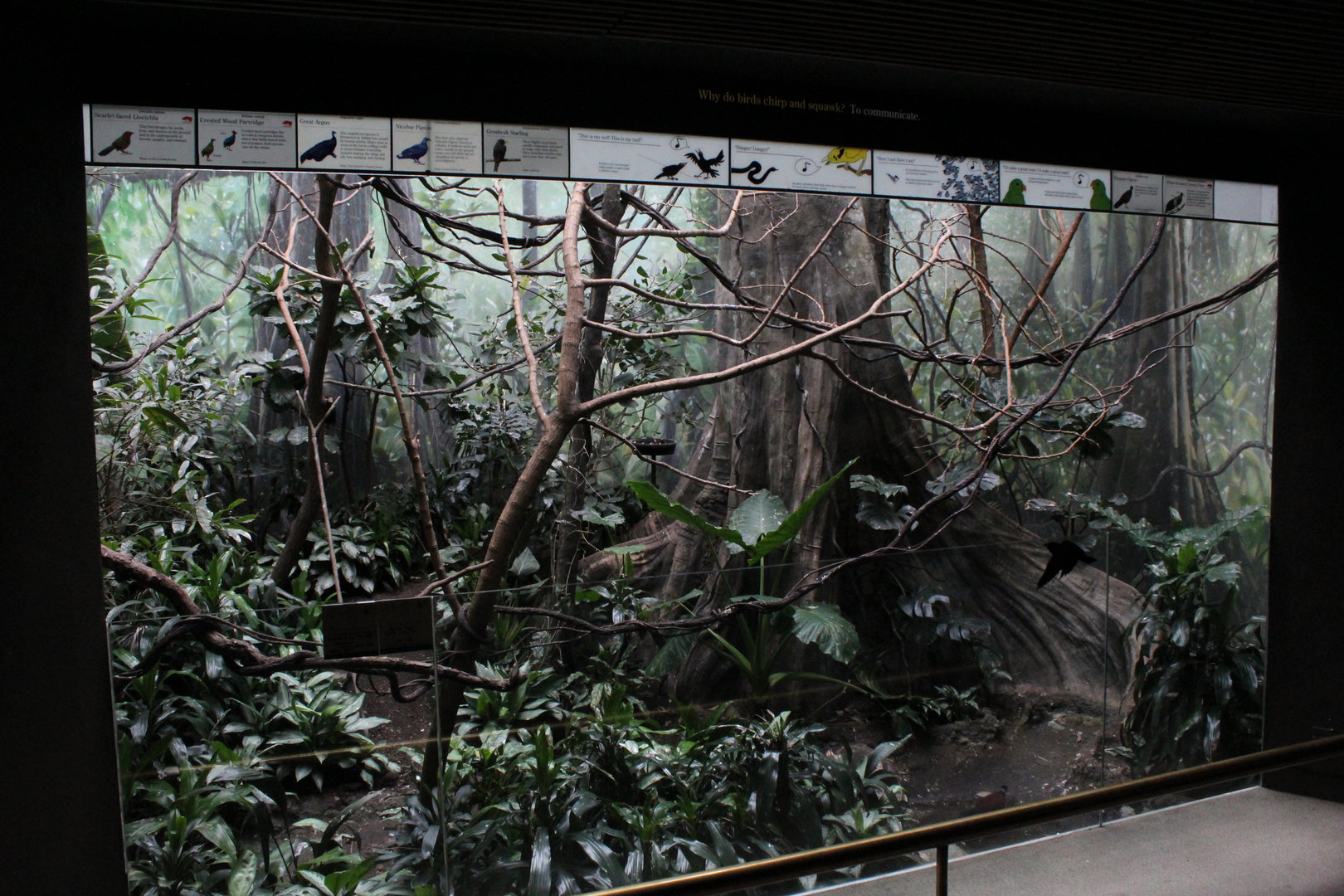 WOB 50th - Asian Forest #1