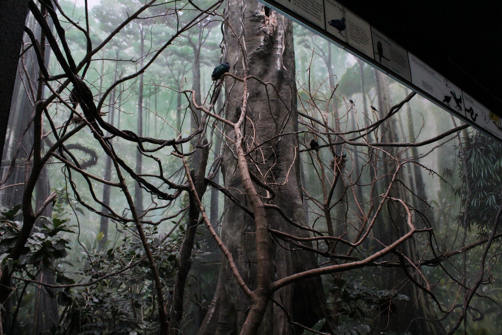 WOB 50th - Asian Forest #1