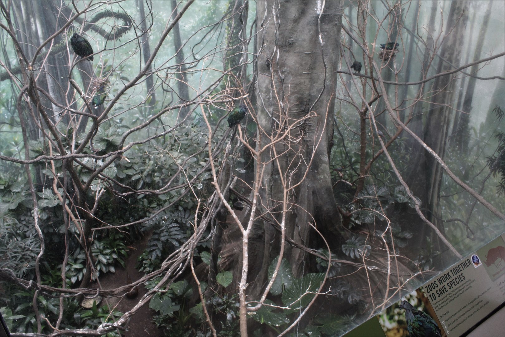 WOB 50th - Asian Forest #1