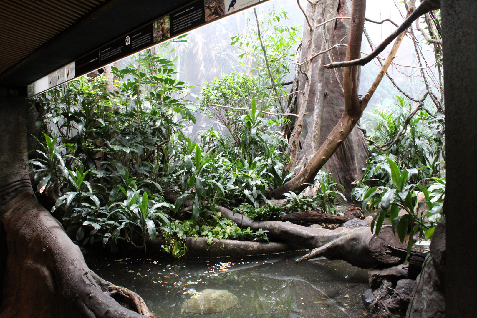 WOB 50th - Asian Forest #2