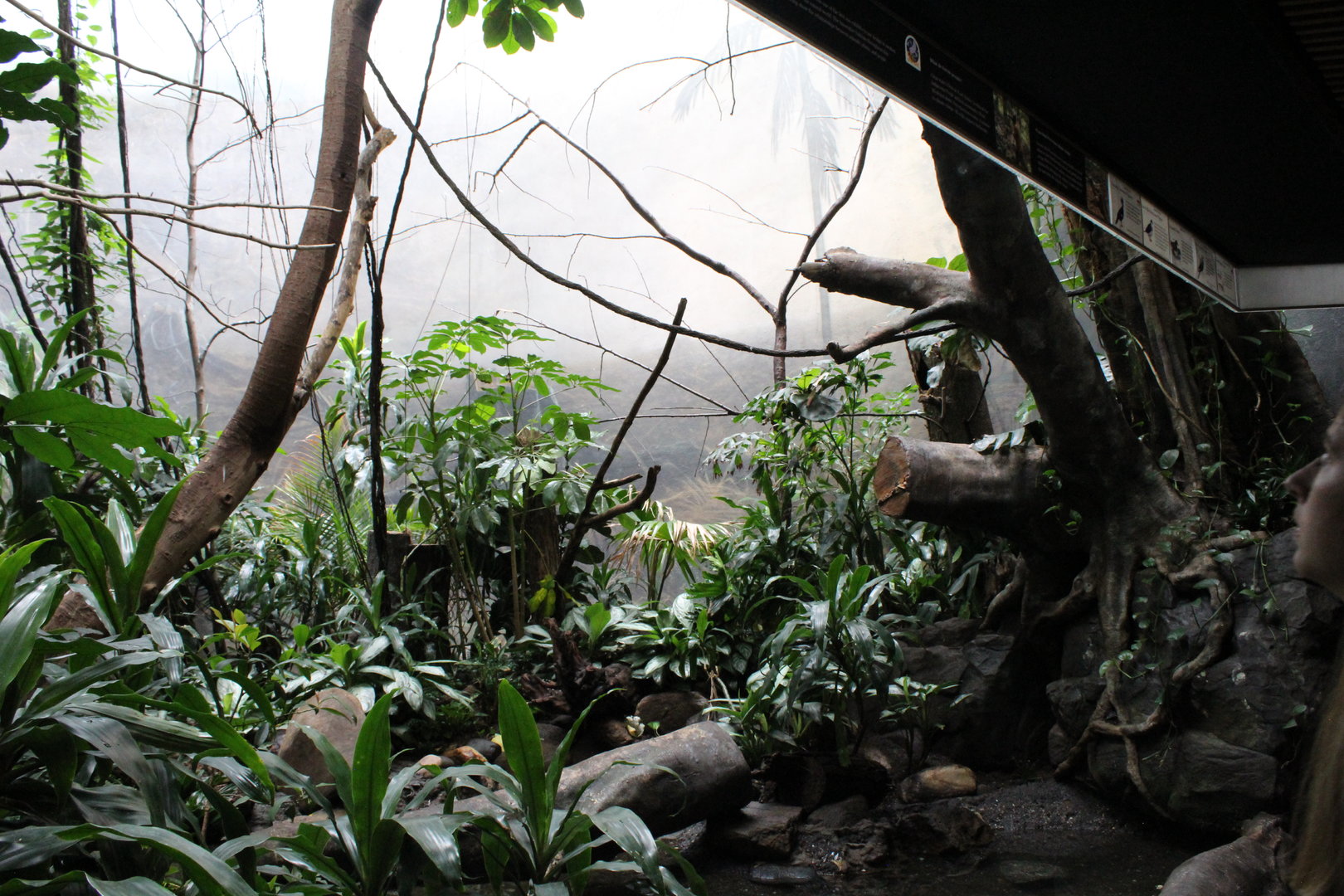 WOB 50th - Asian Forest #2