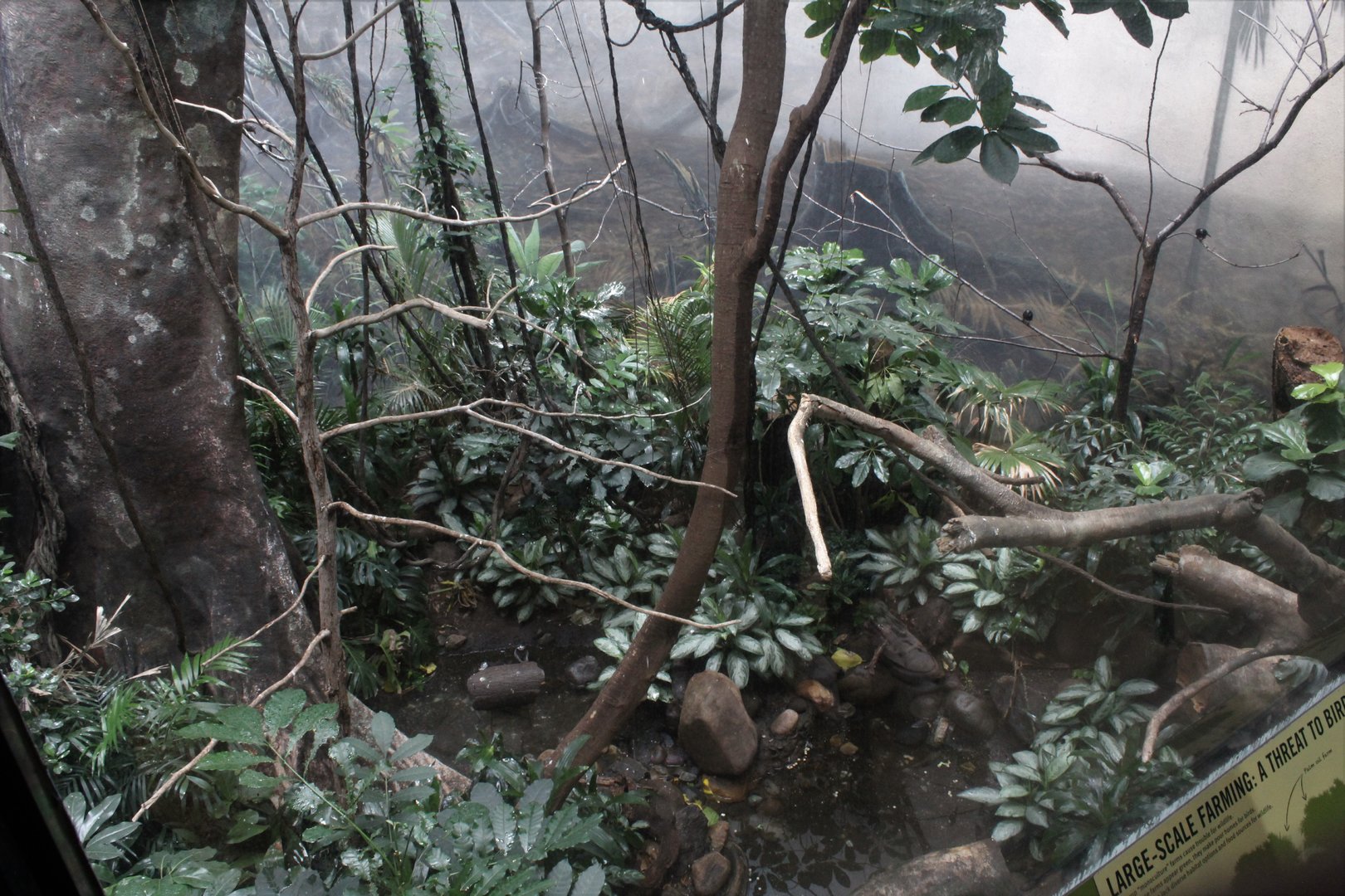 WOB 50th - Asian Forest #2