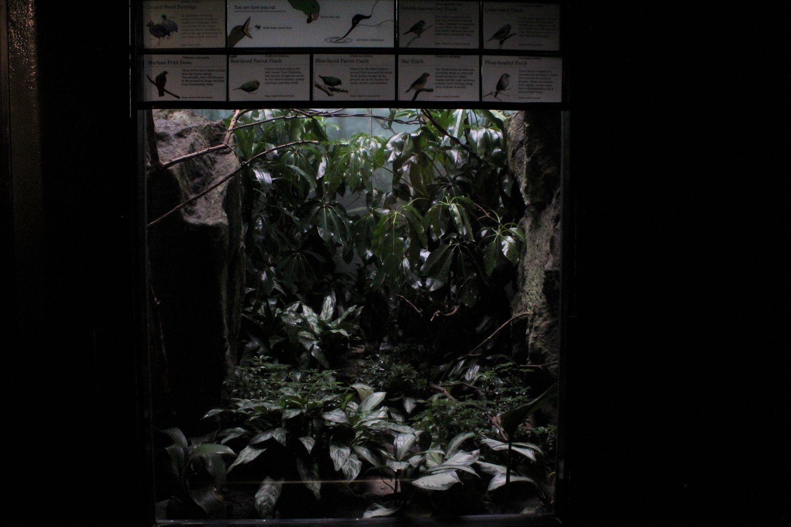 WOB 50th - Australian Finch Exhibit