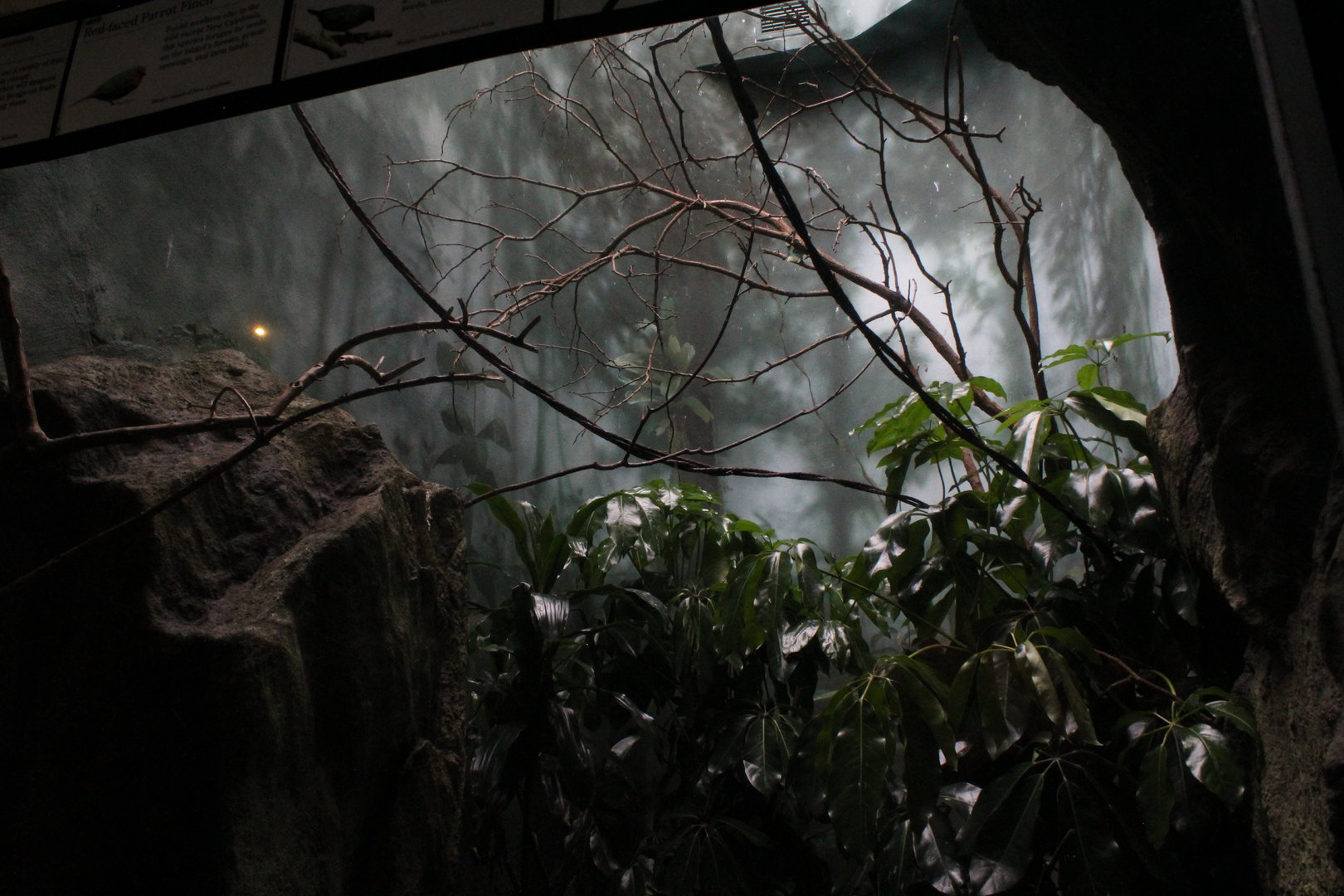 WOB 50th - Australian Finch Exhibit