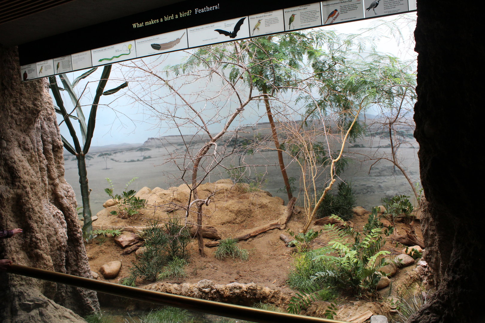 WOB 50th - Bee-Eater Exhibit