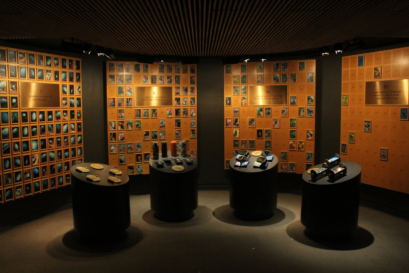 WOB 50th - Bird Mortality Display