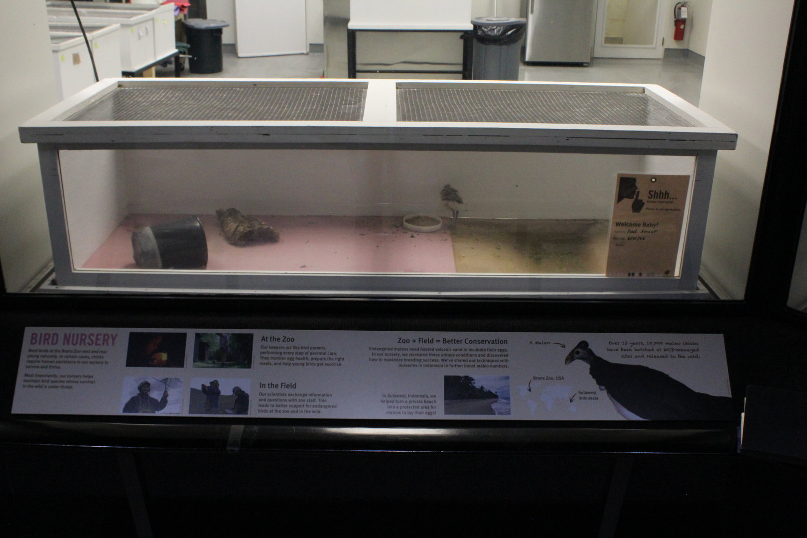 WOB 50th - Bird Nursery