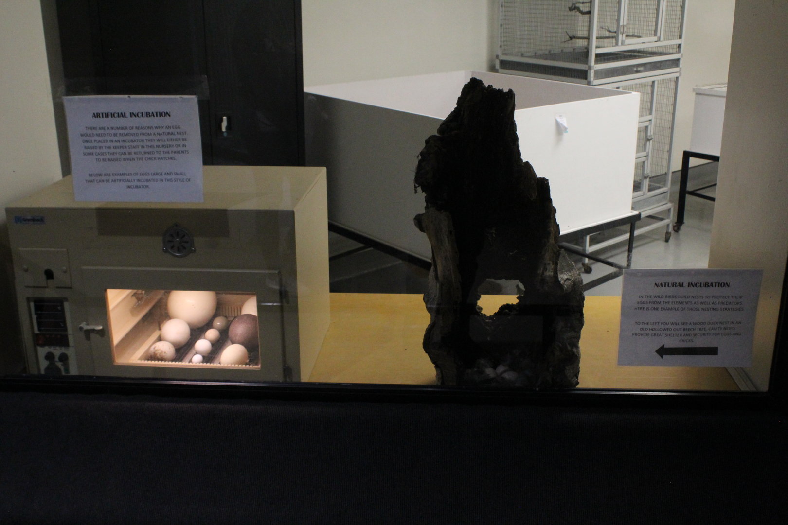 WOB 50th - Bird Nursery