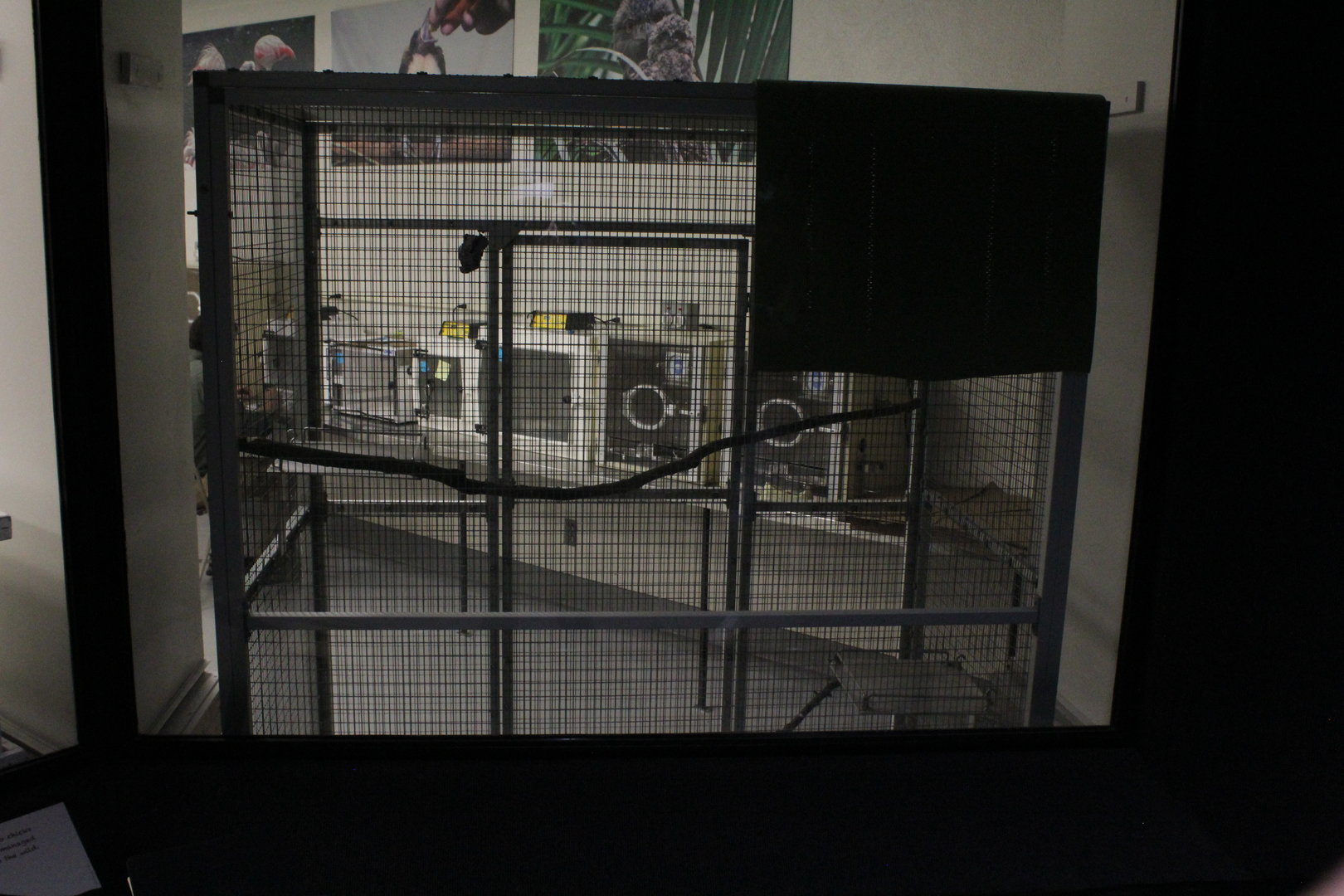 WOB 50th - Bird Nursery