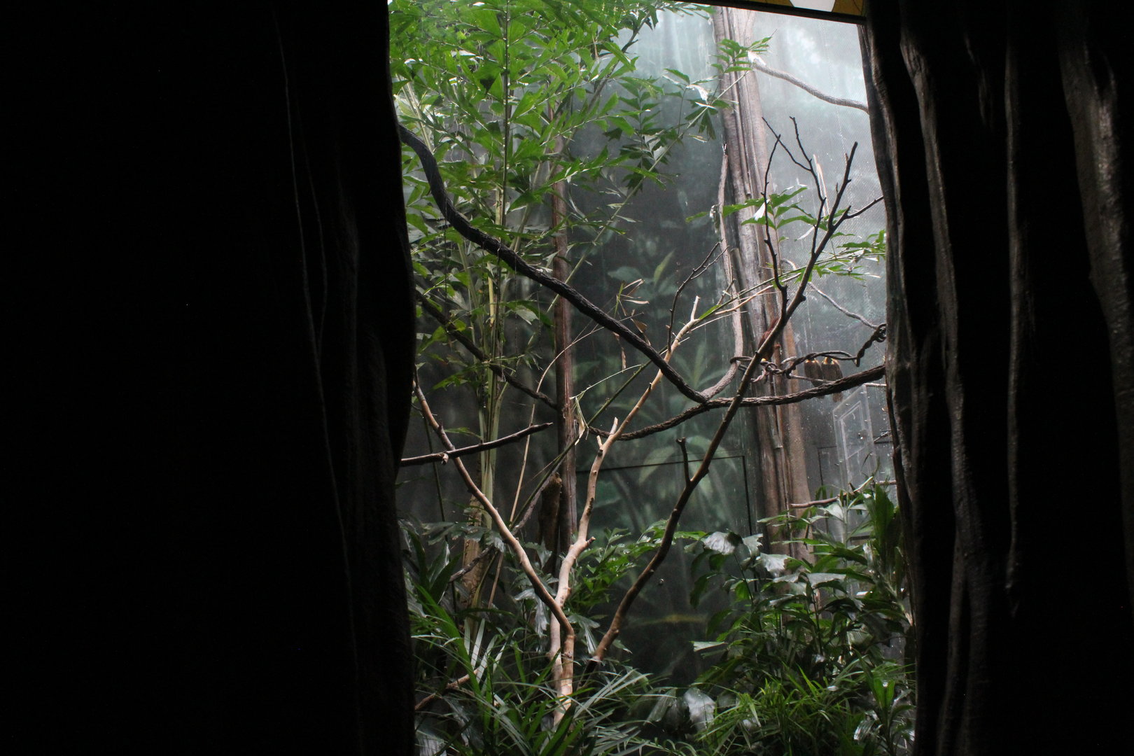 WOB 50th - Bird-of-Paradise Exhibit