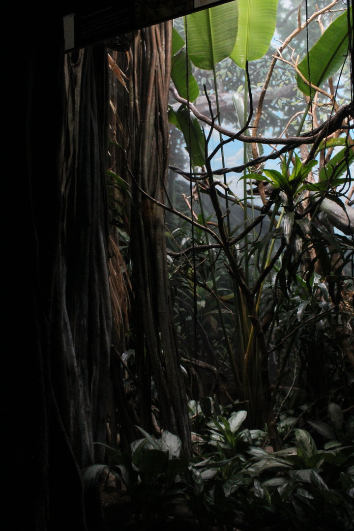 WOB 50th - Bird-of-Paradise Exhibit