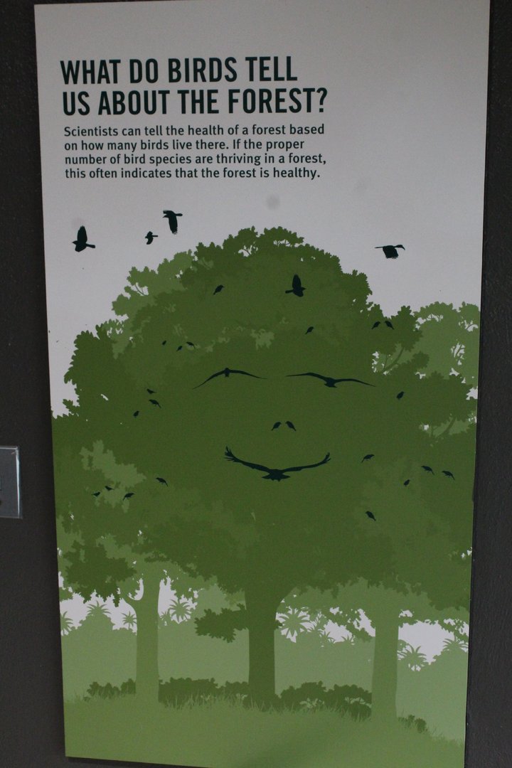 WOB 50th - Birds as a Forest Indicator