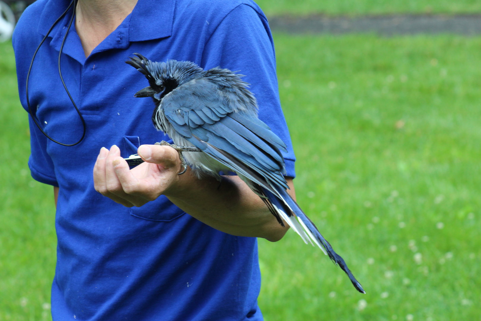 WOB 50th - Black-Throated Magpie-Jay