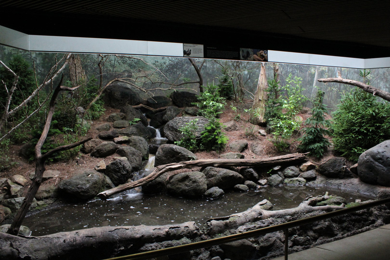 WOB 50th - Capercaillie/Harlequin Duck Exhibit