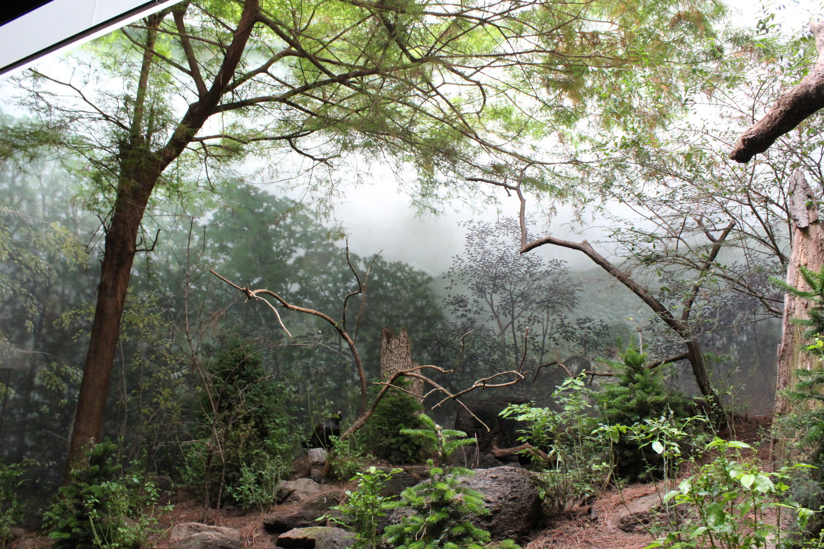 WOB 50th - Capercaillie/Harlequin Duck Exhibit