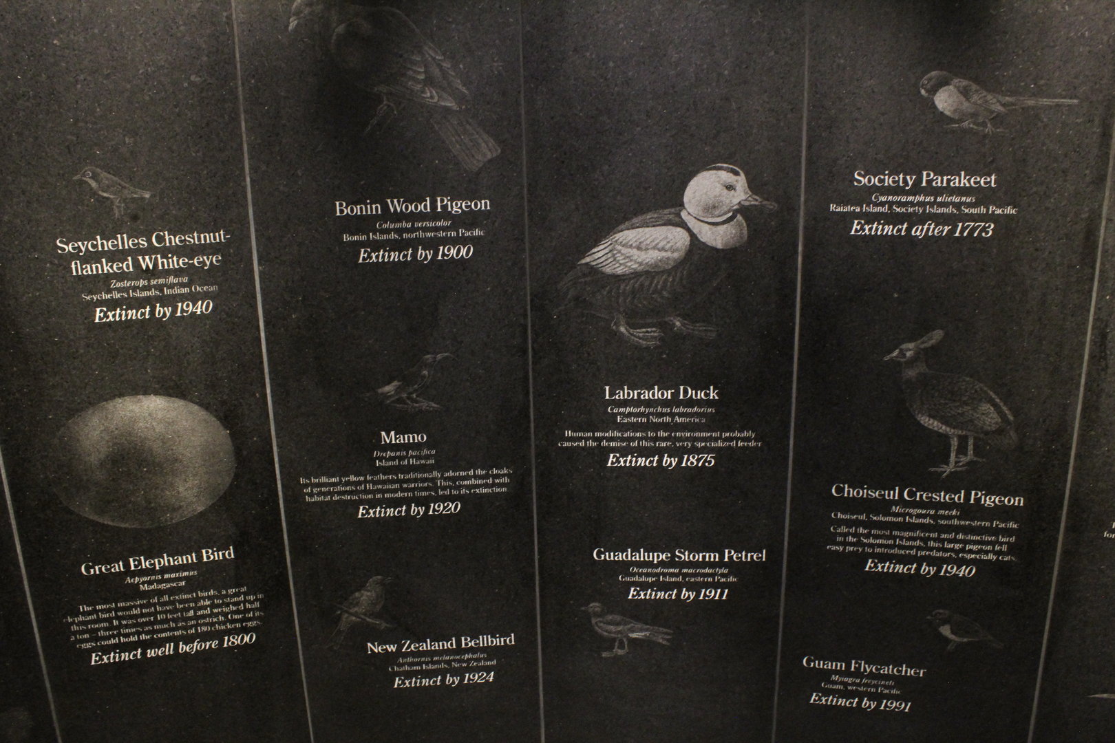 WOB 50th - Extinct Birds