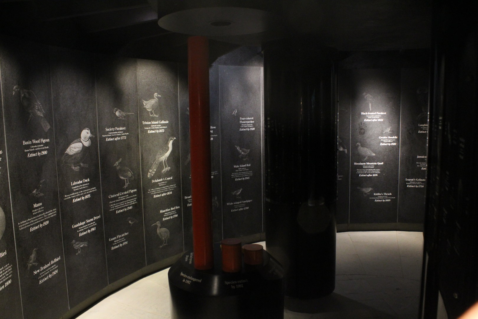 WOB 50th - Extinct/Endangered Birds Display