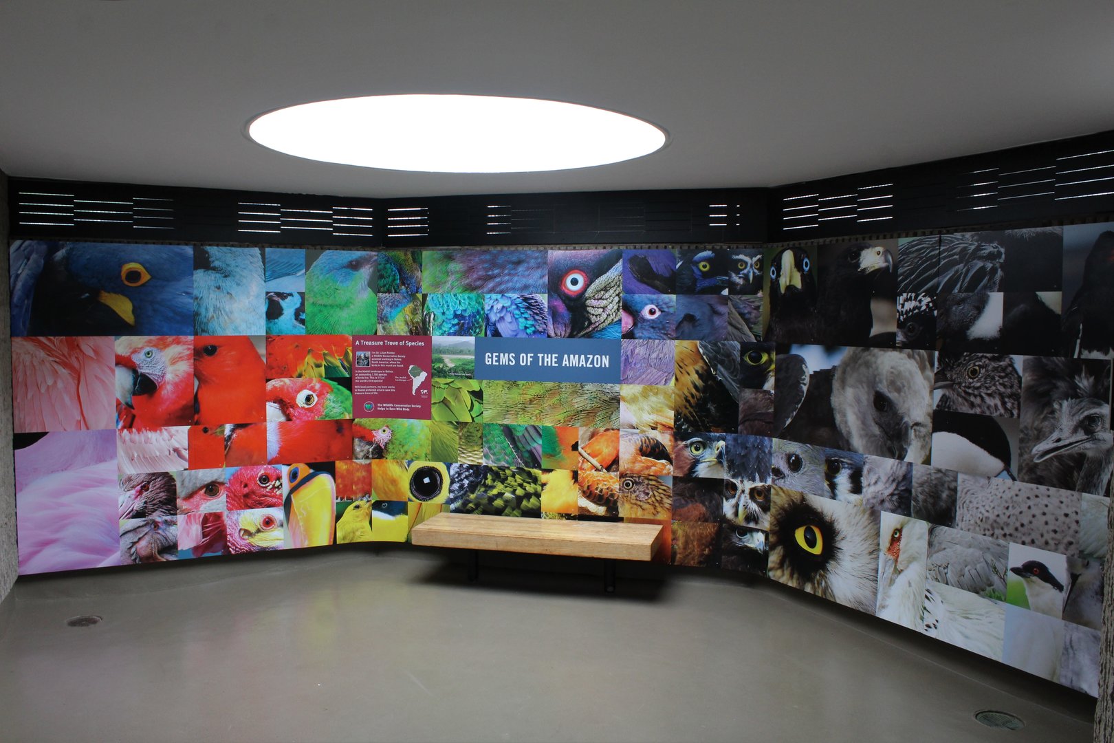 WOB 50th - Gems of the Amazon Display