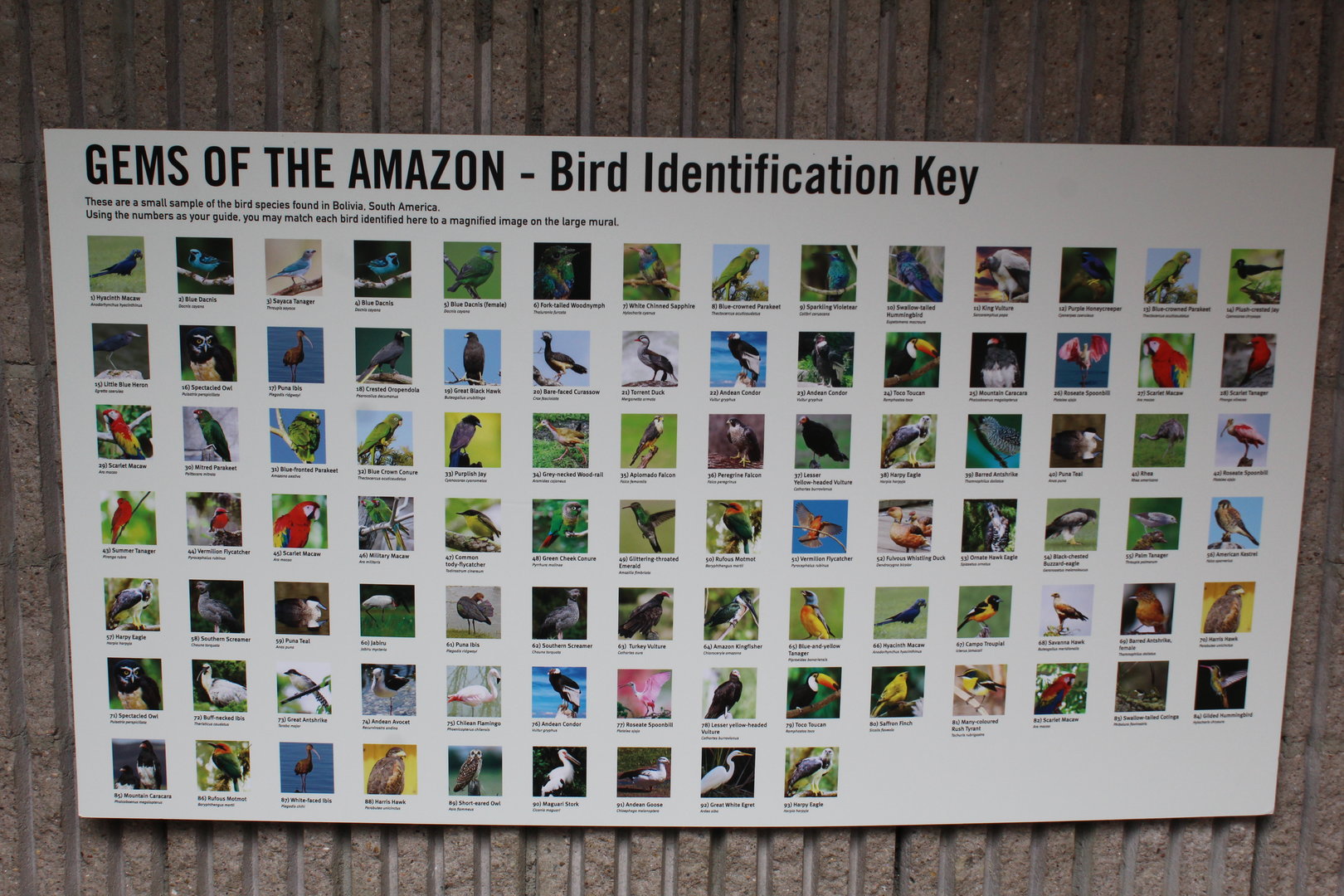 WOB 50th - Gems of the Amazon ID Key