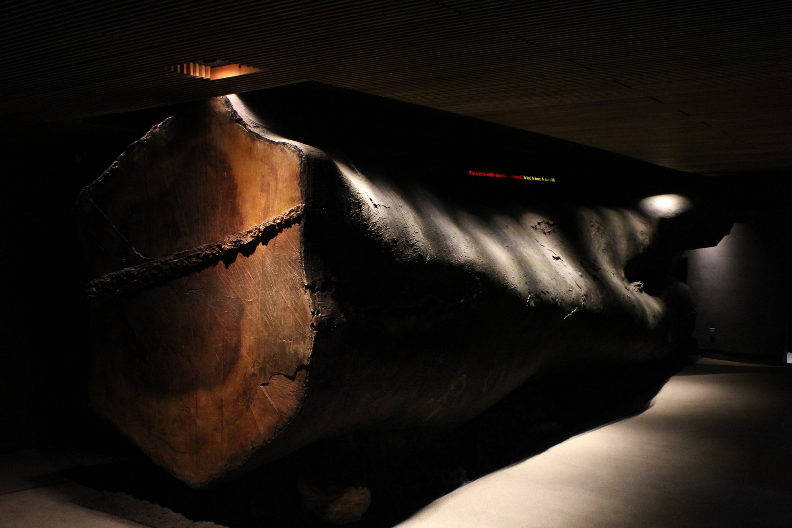 WOB 50th - Giant Logged Tree