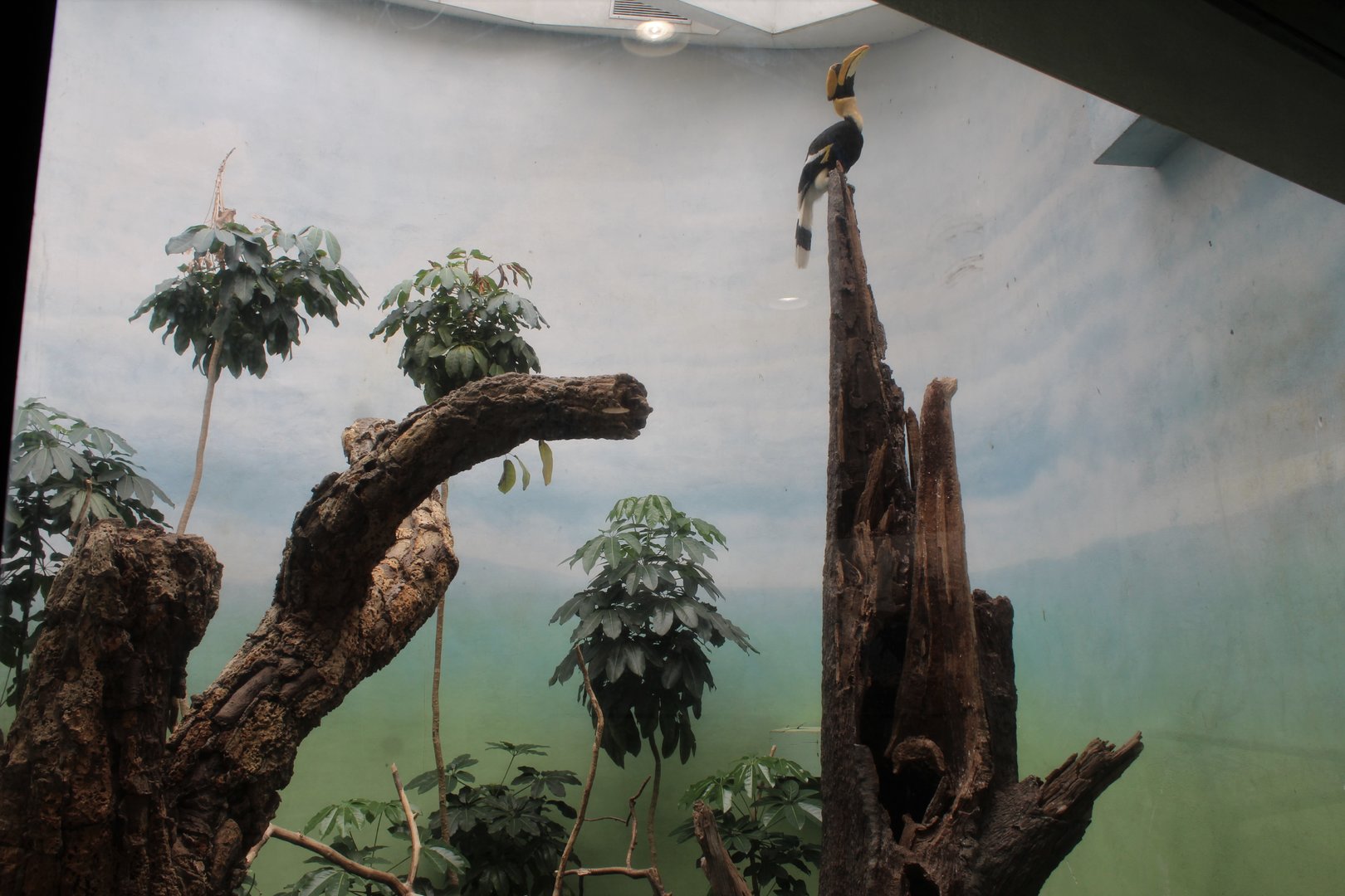 WOB 50th - Great Indian Hornbill Exhibit