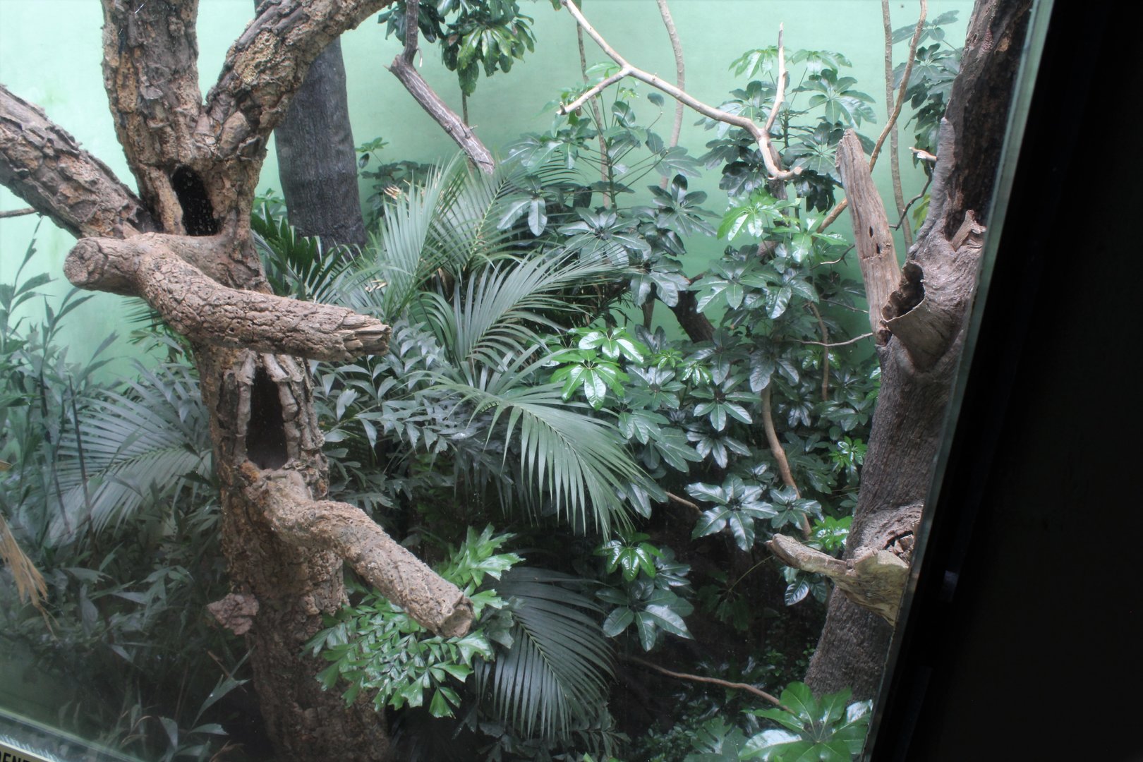 WOB 50th - Great Indian Hornbill Exhibit