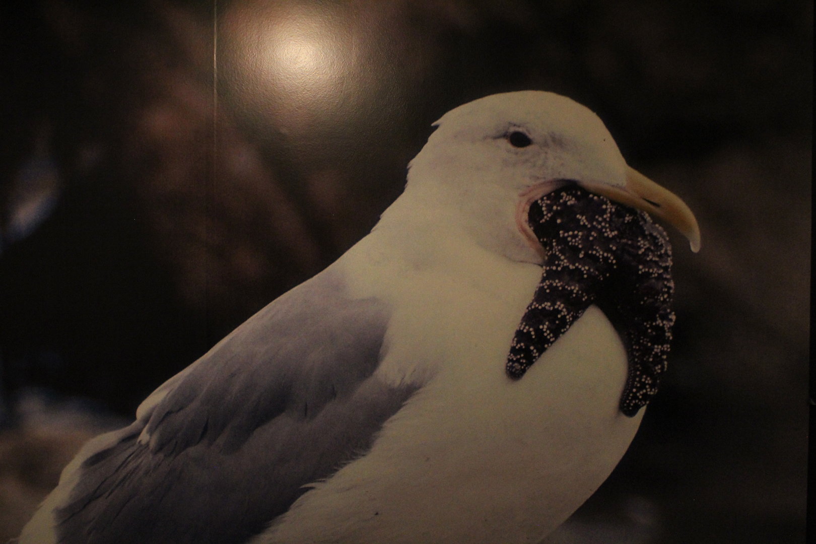 WOB 50th - Gull Diet Photo