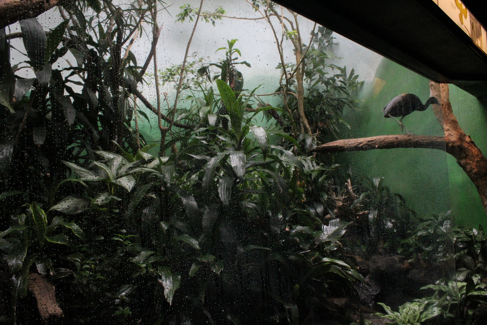 WOB 50th - Interior of Trumpeter/Motmot/Conure Exhibit