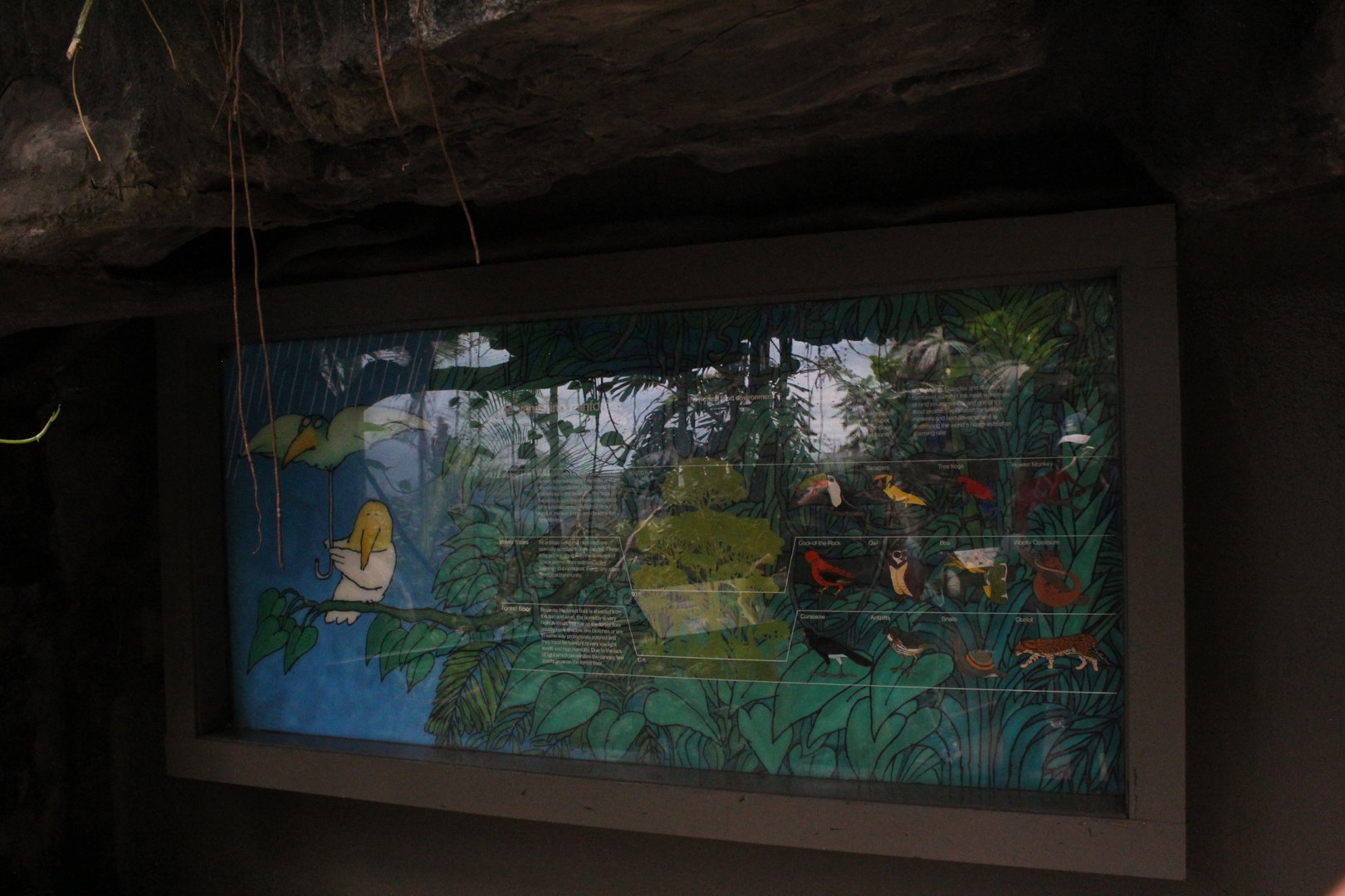 WOB 50th - Layers of the Rainforets