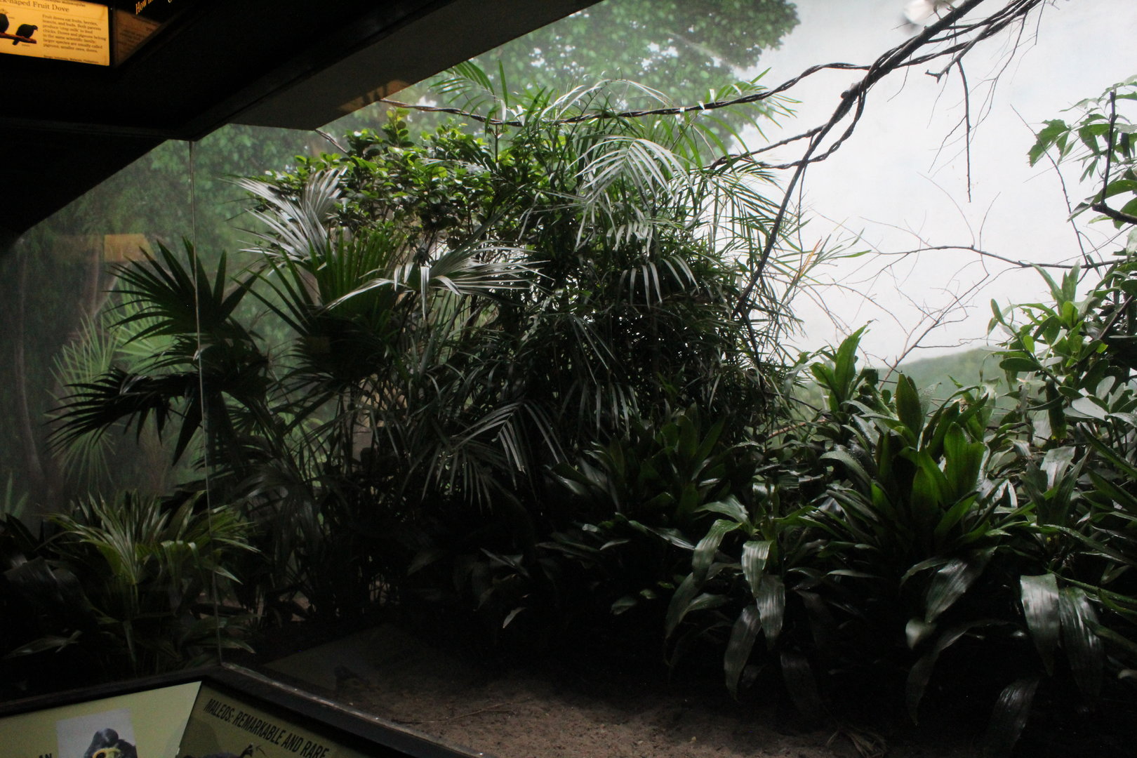 WOB 50th - Left Side of Maleo Exhibit