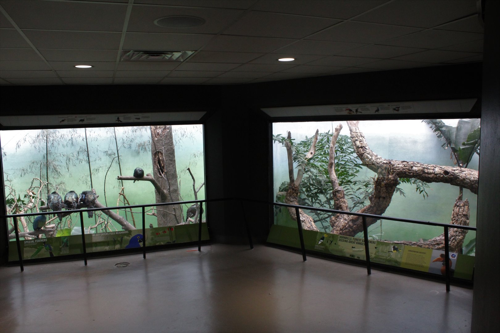 WOB 50th - Macaw and Hornbill Exhibits