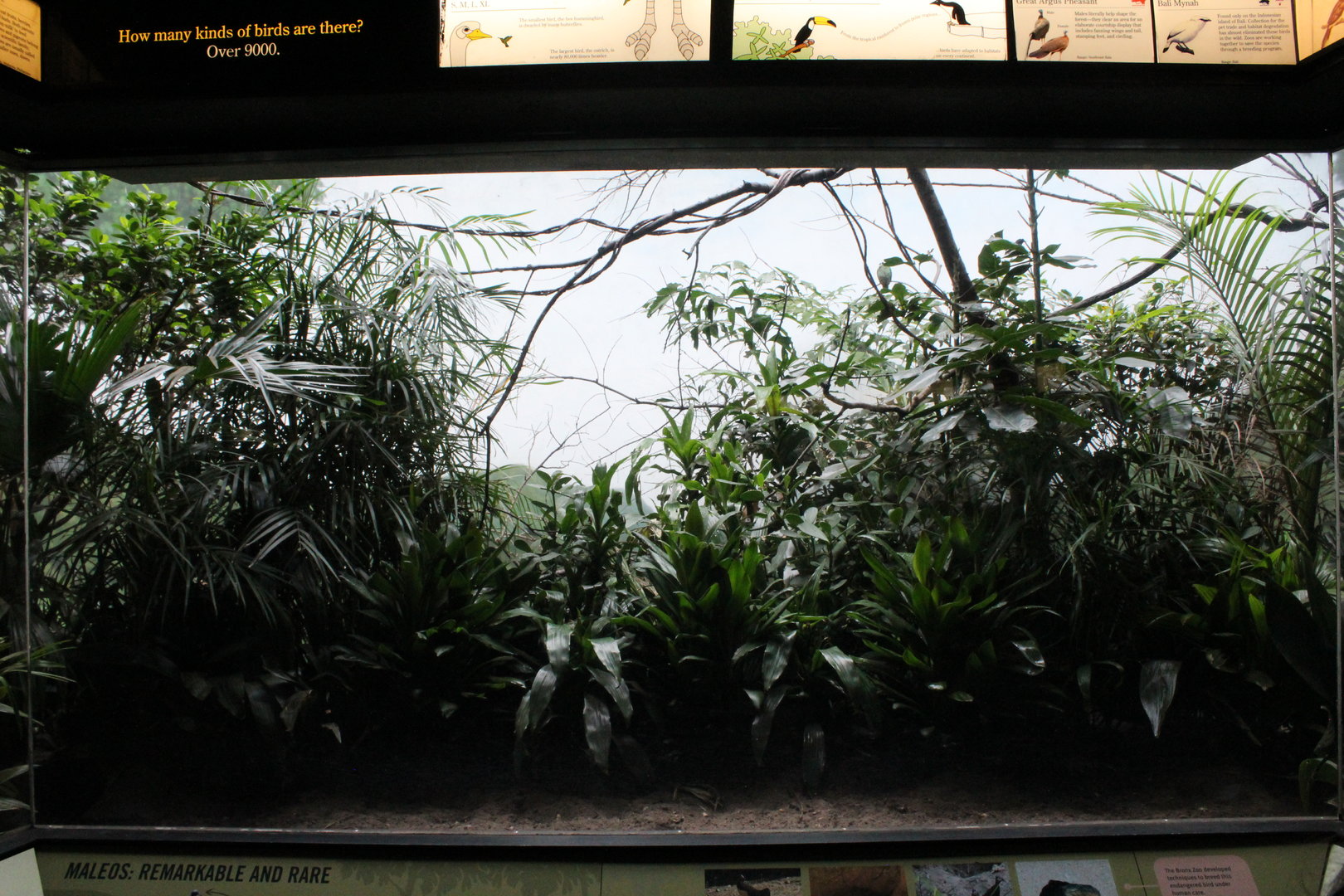 WOB 50th - Maleo Exhibit