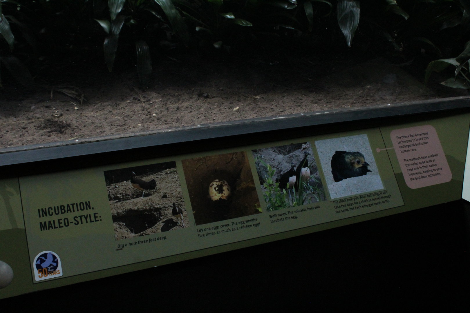 WOB 50th - Maleo Signage Part 2