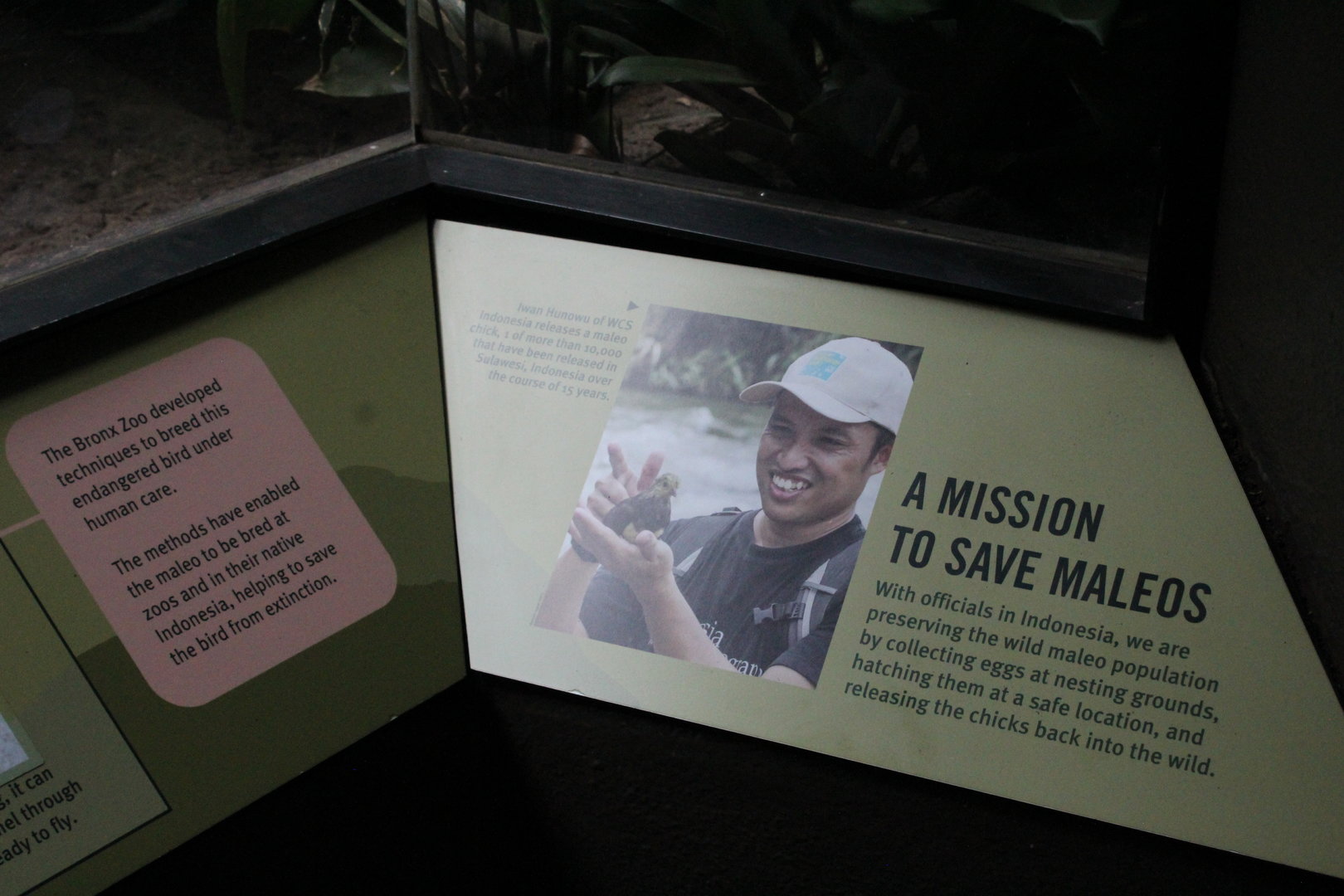 WOB 50th - Maleo Signage Part 3