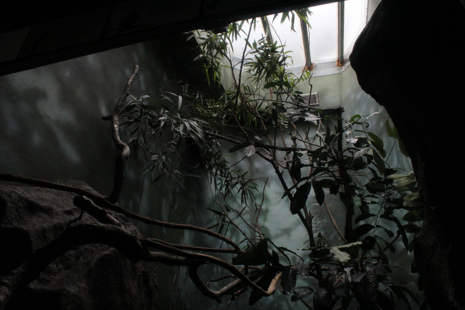 WOB 50th - Malkoha/Fruit-Dove/Wood-Partridge Exhibit