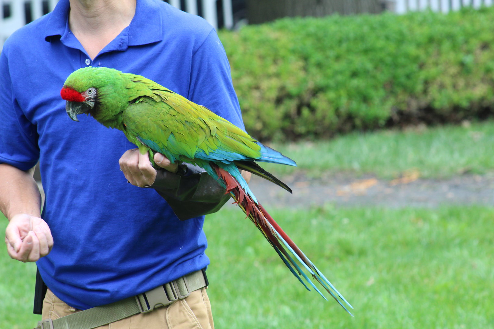 WOB 50th - Military Macaw