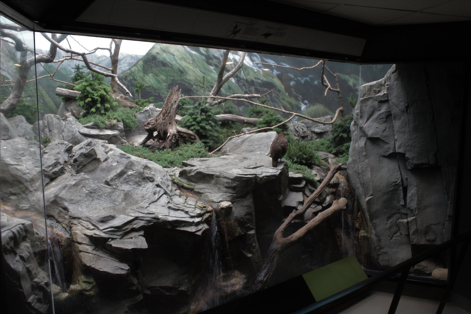 WOB 50th - Montane Exhibit