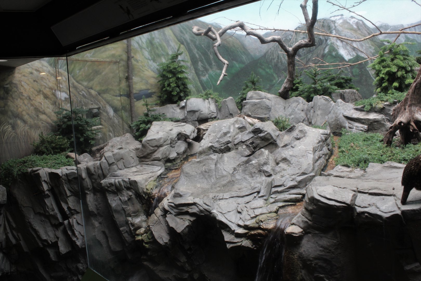 WOB 50th - Montane Exhibit