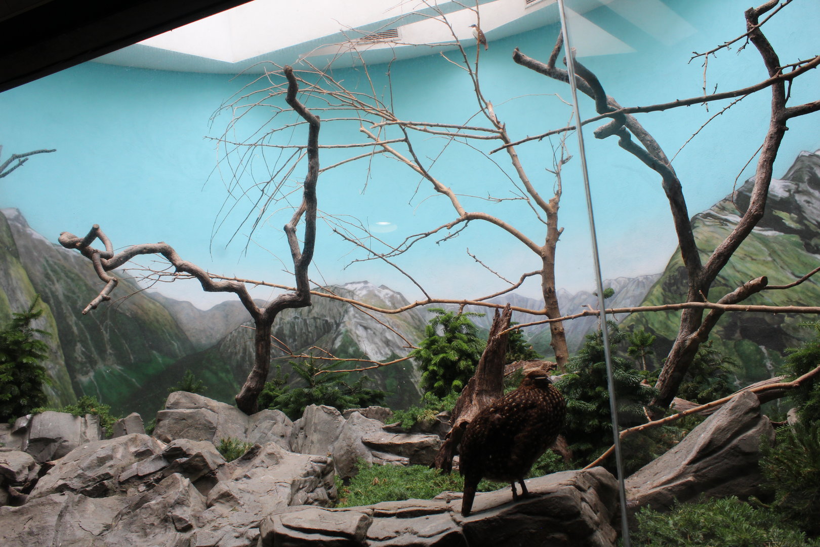 WOB 50th - Montane Exhibit