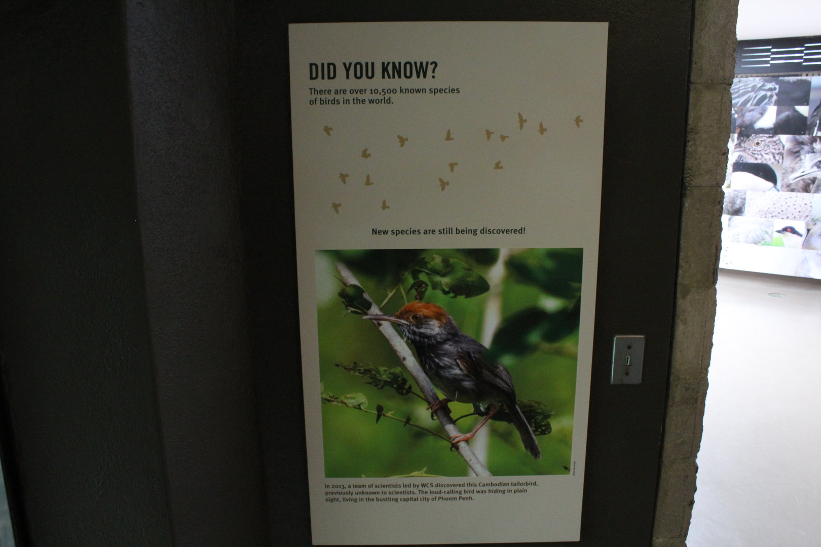 WOB 50th - More Bird Species