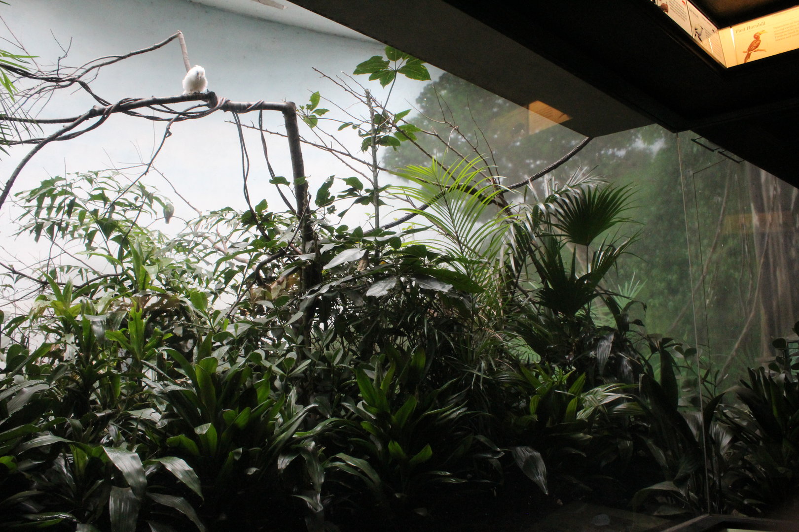 WOB 50th - Right side of Maleo Exhibit