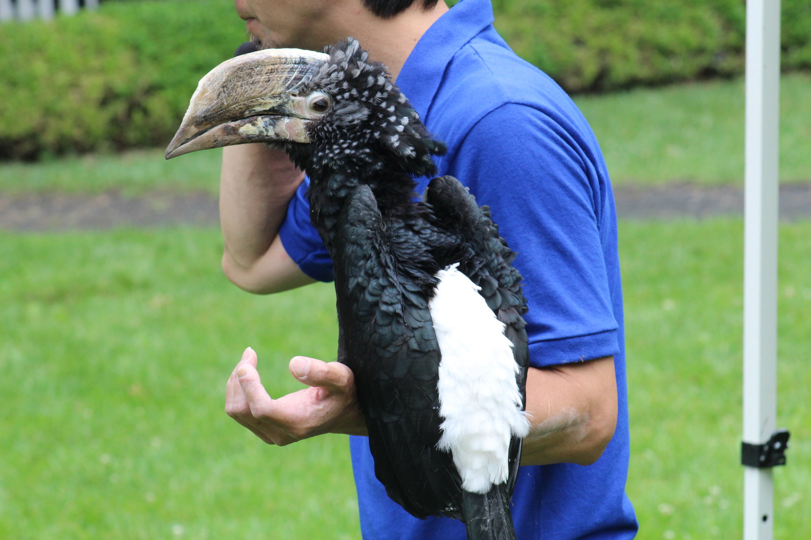 WOB 50th - Silvery-Cheeked Hornbill