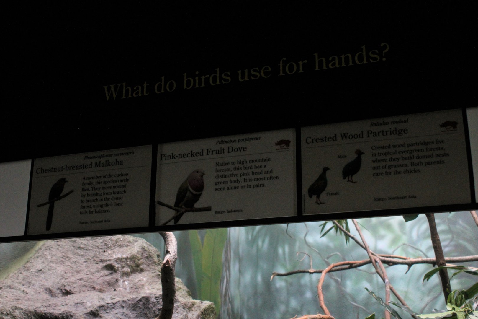 WOB 50th - Simple Bird Signage