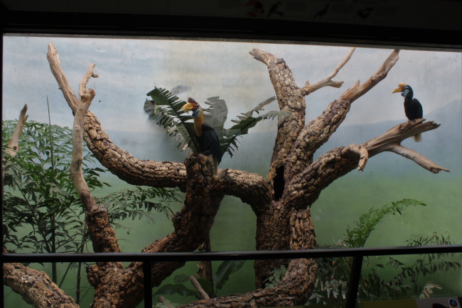 WOB 50th - Sulawesi Knobbed Hornbill Exhibit