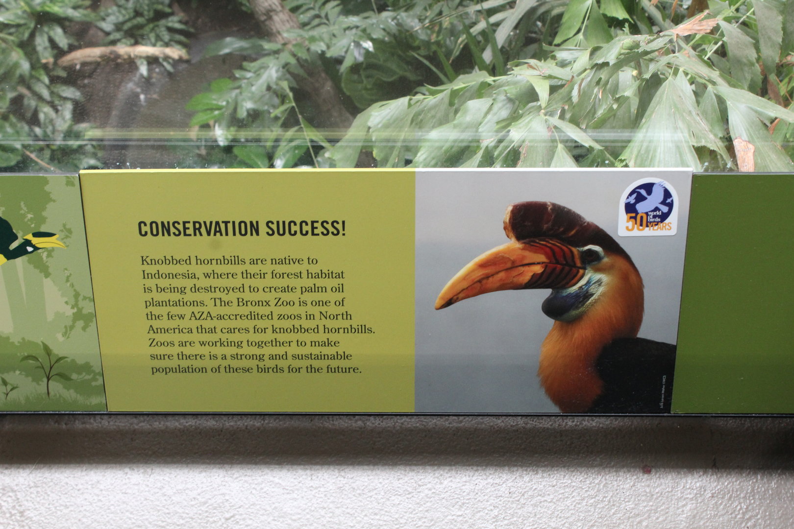 WOB 50th - Sulawesi Knobbed Hornbill Signage