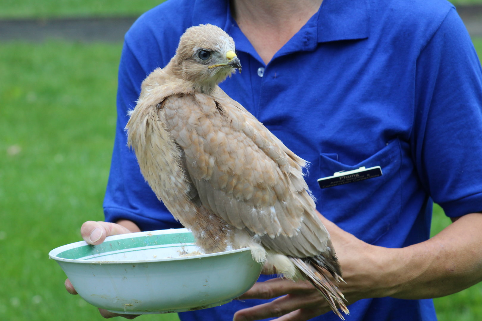 WOB 50th - Tawny Morph Common Buzzard