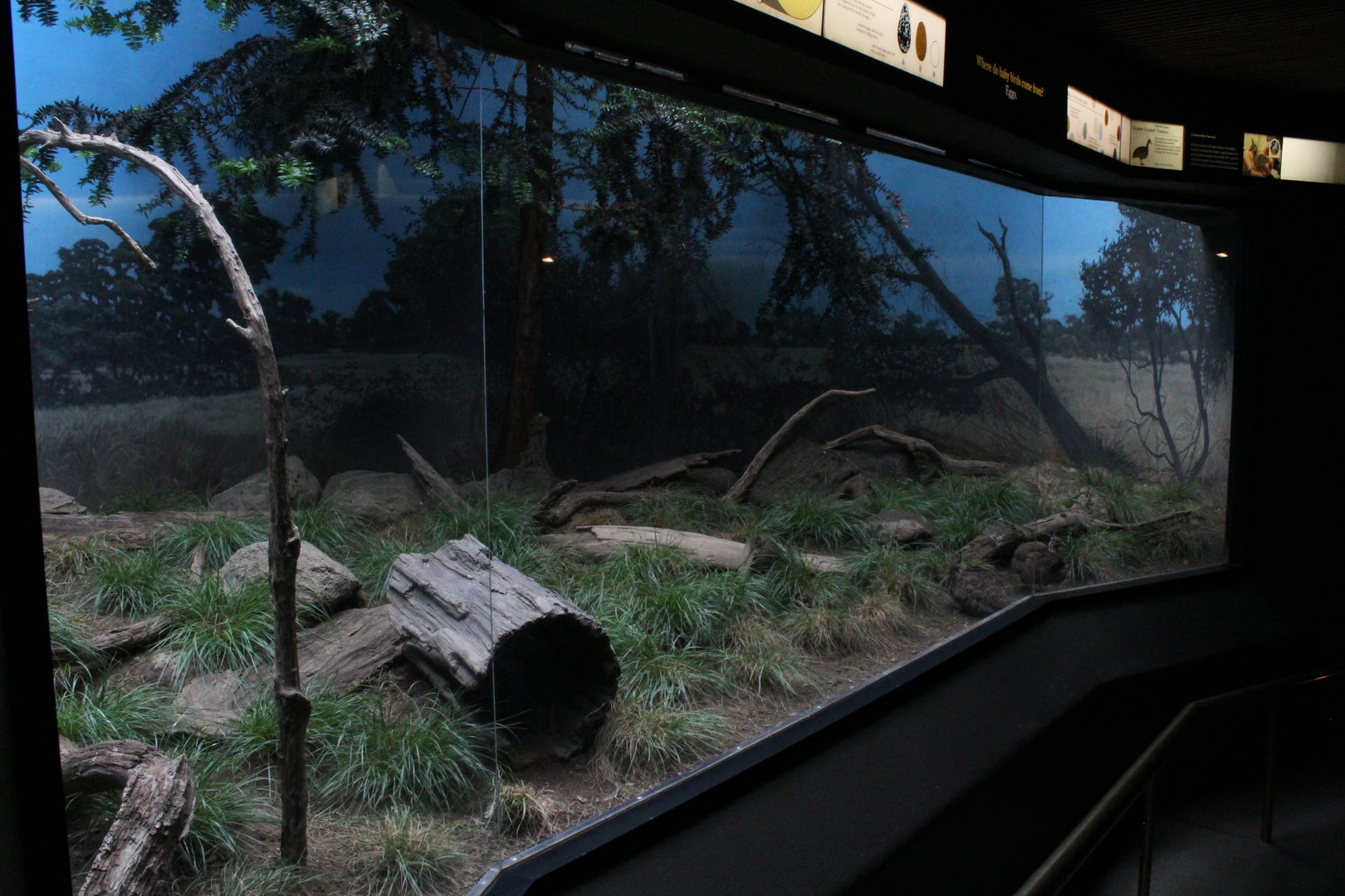 WOB 50th - Tinamou/Cuckoo Exhibit Part 1