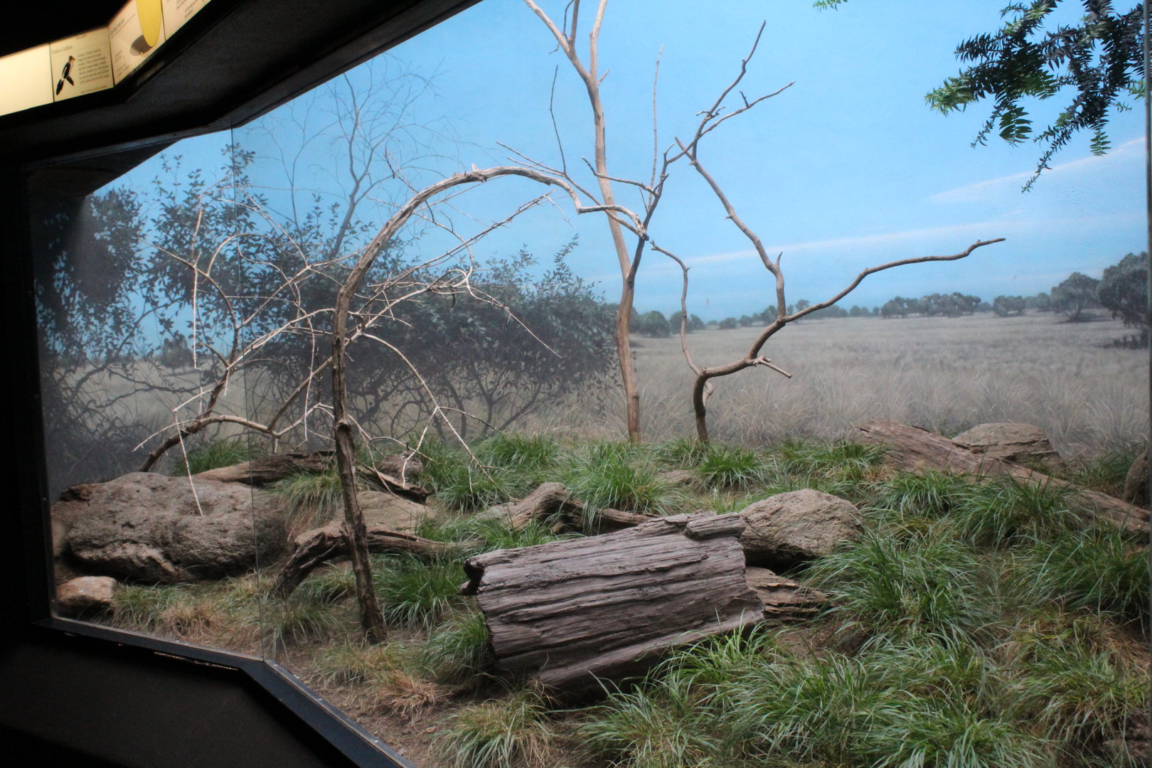 WOB 50th - Tinamou/Cuckoo Exhibit Part 2