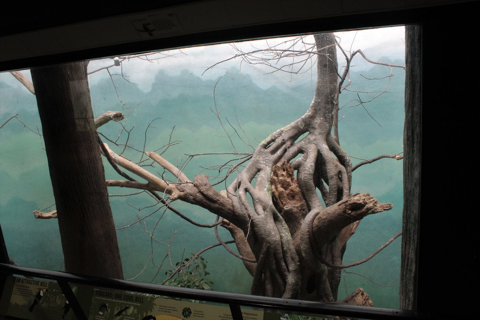 WOB 50th - Toco Toucan Exhibit