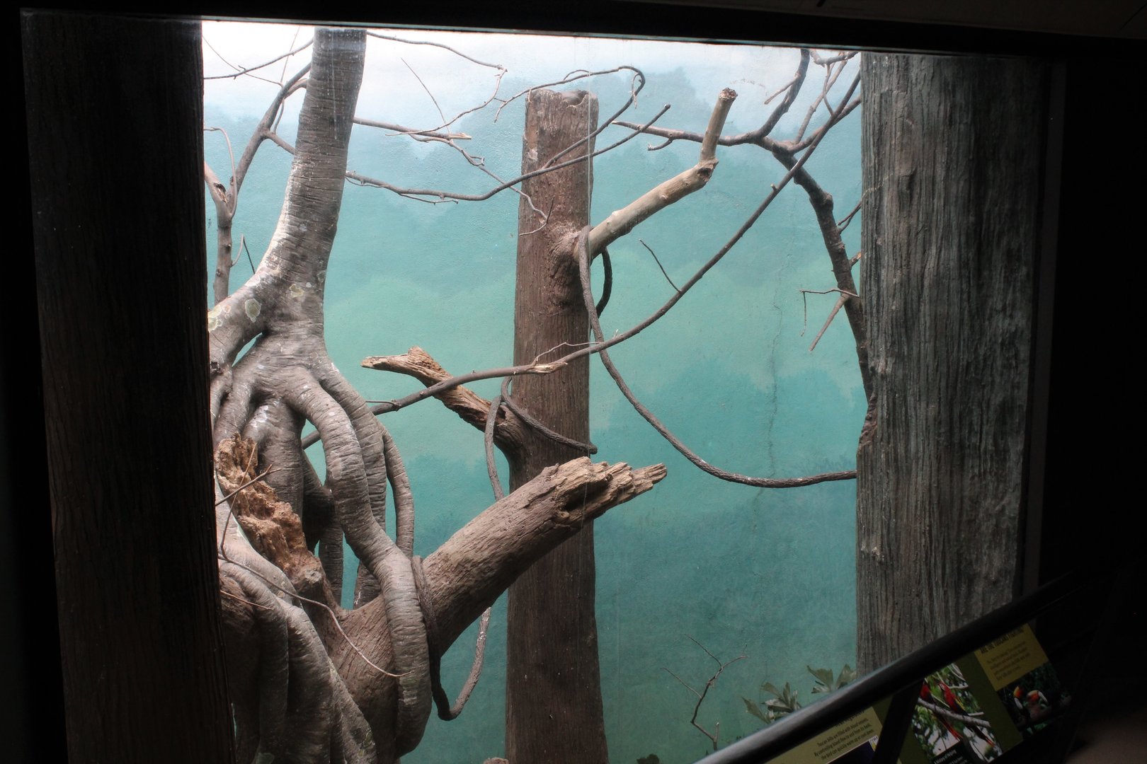 WOB 50th - Toco Toucan Exhibit